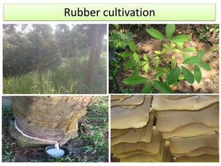 Rubber cultivation
 