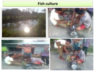 Fish culture
 