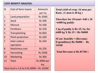 COST-BENEFIT ANALYSIS:
Sl. Cost of farm Inputs Amounts
per ha
1 Land preparation Rs 3500
2 Seed Rs 500
3 Manure Rs 500
4 Fertilizers Rs 250
5 Transplanting Rs 850
6 Plant protection Rs 200
7 Inter culture
operation
Rs 250
8 Machinery cost Rs 250
9 Harvesting Rs 2500
10 Marketing Rs 300
11 Total Rs 8900 per
Ha.
Total land is 1.6 ha X Rs 8900 = Rs 14240
Total yield of crop: 16 mon per
Kani , (1 mon is 40 kg )
Therefore for 10 kani= 640 x 10
=6400 kg paddy
1 kg of paddy is Rs 15, So, for
6400 kg X Rs 15 = Rs 96000
#Cost- benefits = (Revenue-
Expenditure) Rs 96000 - Rs
14240
Total Revenue is Rs 81760 /-
 