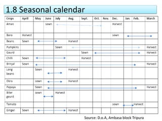 1.8 Seasonal calendar
Source: D.o.A, Ambasa block Tripura
 