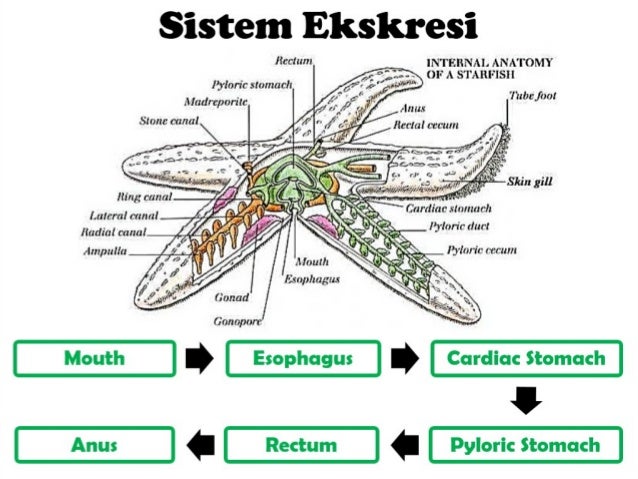  sistem  respirasi bintang  laut 
