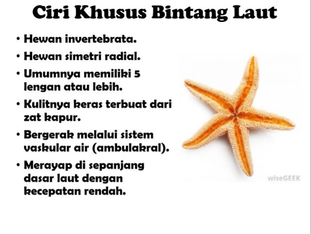 Sistem Respirasi Bintang Laut