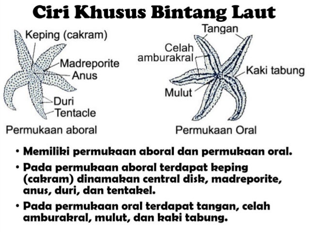 Sistem Respirasi Bintang Laut
