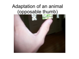 Adaptation of an animal (opposable thumb) 