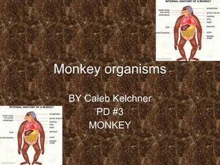Monkey organisms BY Caleb Kelchner PD #3 MONKEY 
