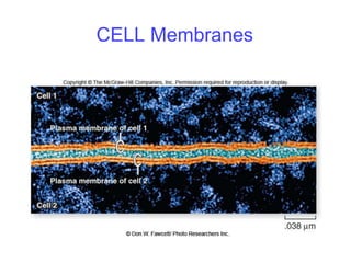CELL Membranes
 