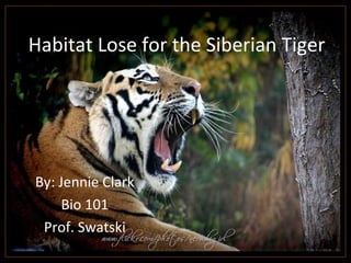 Habitat Lose for the Siberian Tiger
By: Jennie Clark
Bio 101
Prof. Swatski
 