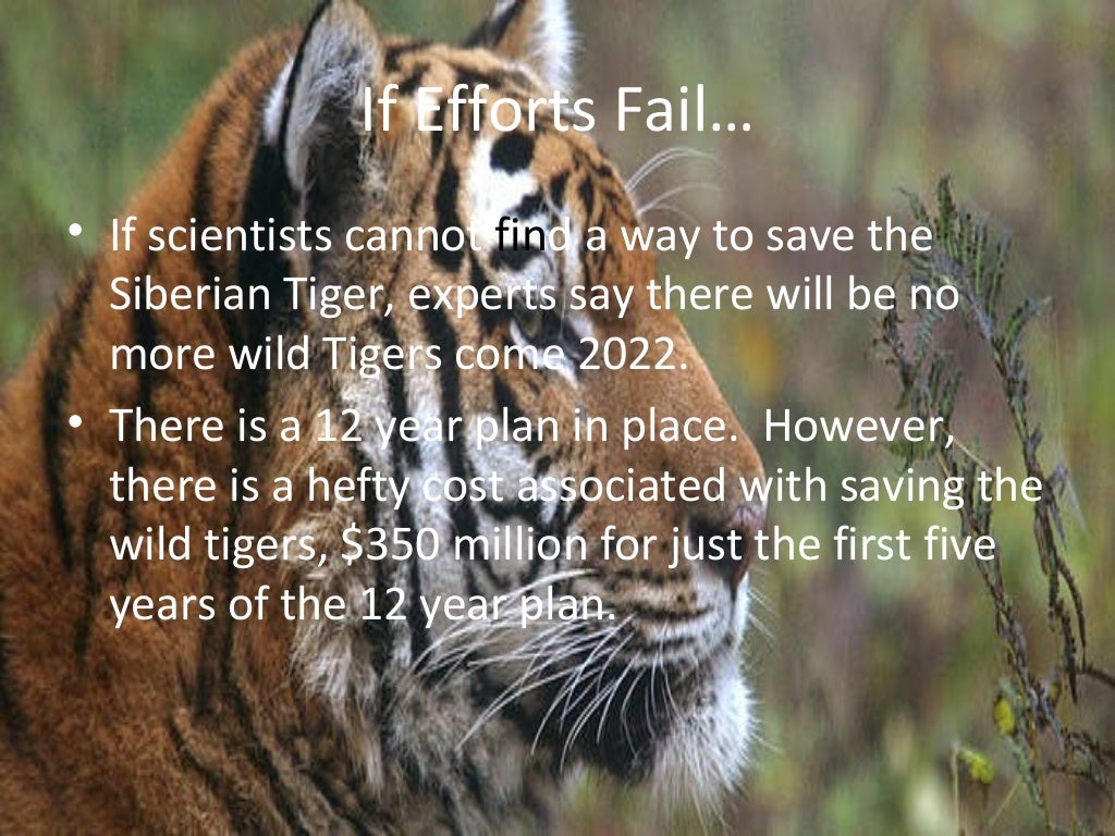Habitat Loss for the Siberian Tiger