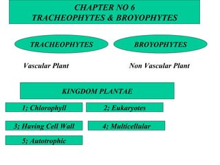 Vascular Plant  Non Vascular Plant CHAPTER NO 6 TRACHEOPHYTES & BROYOPHYTES TRACHEOPHYTES BROYOPHYTES KINGDOM PLANTAE 1; Chlorophyll 2; Eukaryotes 3; Having Cell Wall 4; Multicellular 5; Autotrophic 