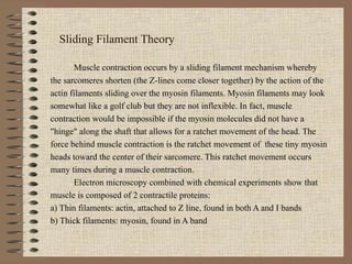 Sliding Filament Theory Muscle contraction occurs by a sliding filament mechanism whereby the sarcomeres shorten (the Z-lines come closer together) by the action of the actin filaments sliding over the myosin filaments. Myosin filaments may look somewhat like a golf club but they are not inflexible. In fact, muscle contraction would be impossible if the myosin molecules did not have a "hinge" along the shaft that allows for a ratchet movement of the head. The force behind muscle contraction is the ratchet movement of  these tiny myosin heads toward the center of their sarcomere. This ratchet movement occurs many times during a muscle contraction. Electron microscopy combined with chemical experiments show that muscle is composed of 2 contractile proteins:  a) Thin filaments: actin, attached to Z line, found in both A and I bands  b) Thick filaments: myosin, found in A band  