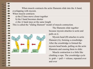 When muscle contracts the actin filaments slide into the A band, overlapping with myosin. When muscle contracts:   a) the Z lines move closer together   b) the I band becomes shorter       c) the A band stays at the same length This is called the "sliding filament" model of muscle contraction.  The filaments slide together because myosin attaches to actin and pulls on it. Myosin head (H) attaches to actin filament (A), forming a crossbridge. After the crossbridge is formed the myosin head bends, pulling on the actin filaments and causing them to slide: Muscle contraction is a little like climbing a rope. The crossbridge cycle is: grab -> pull -> release, repeated over and over  