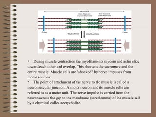 During muscle contraction the myofilaments myosin and actin slide toward each other and overlap. This shortens the sacromere and the entire muscle. Muscle cells are "shocked" by nerve impulses from motor neurons.  The point of attachment of the nerve to the muscle is called a neuromuscular junction. A motor neuron and its muscle cells are referred to as a motor unit. The nerve impulse is carried from the neuron across the gap to the membrane (sarcolemma) of the muscle cell by a chemical called acetycholine.  