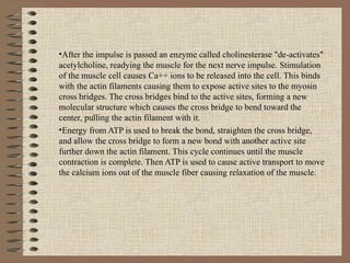 After the impulse is passed an enzyme called cholinesterase "de-activates" acetylcholine, readying the muscle for the next nerve impulse. Stimulation of the muscle cell causes Ca++ ions to be released into the cell. This binds with the actin filaments causing them to expose active sites to the myosin cross bridges. The cross bridges bind to the active sites, forming a new molecular structure which causes the cross bridge to bend toward the center, pulling the actin filament with it.  Energy from ATP is used to break the bond, straighten the cross bridge, and allow the cross bridge to form a new bond with another active site further down the actin filament. This cycle continues until the muscle contraction is complete. Then ATP is used to cause active transport to move the calcium ions out of the muscle fiber causing relaxation of the muscle.       