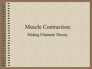 Muscle Contraction: Sliding Filament Theory 