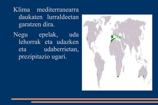 Klima mediterranearra
 daukaten lurraldeetan
 garatzen dira.
Negu     epelak,     uda
 lehorrak eta udazken
 eta       udaberrietan,
 prezipitazio ugari.
 