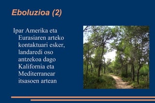 Eboluzioa (2)

Ipar Amerika eta
  Eurasiaren arteko
  kontaktuari esker,
  landaredi oso
  antzekoa dago
  Kalifornia eta
  Mediterranear
  itsasoen artean
 