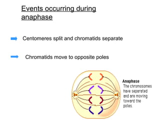 Events occurring during
anaphase

Centomeres split and chromatids separate


 Chromatids move to opposite poles
 
