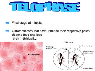 Final stage of mitosis.

Chromosomes that have reached their respective poles
decondense and lose
 their individuality.
 