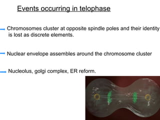 Events occurring in telophase

Chromosomes cluster at opposite spindle poles and their identity
is lost as discrete elements.


Nuclear envelope assembles around the chromosome cluster


Nucleolus, golgi complex, ER reform.
 