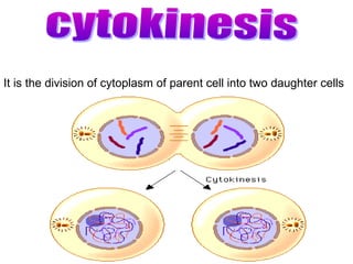 It is the division of cytoplasm of parent cell into two daughter cells
 