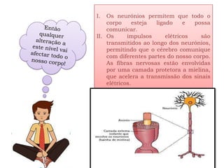 I.  Os neurónios permitem que todo o
    corpo      esteja ligado     e  possa
    comunicar.
II. Os      impulsos      elétricos   são
    transmitidos ao longo dos neurónios,
    permitindo que o cérebro comunique
    com diferentes partes do nosso corpo.
    As fibras nervosas estão envolvidas
    por uma camada protetora a mielina,
    que acelera a transmissão dos sinais
    elétricos.
 