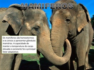 Os mamíferos são homeotermos
e os únicos a apresentar glândulas
mamárias. A capacidade de
manter a temperatura do corpo
elevada e constante foi o principal
fator adaptativo.
 