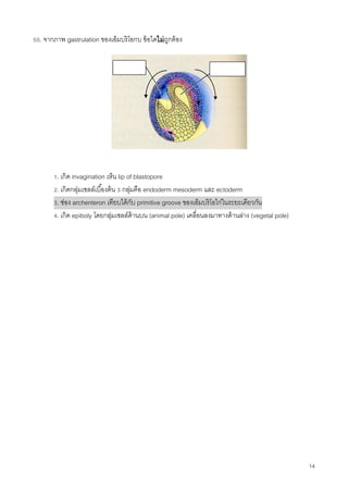 14
50. จากภาพ gastrulation ของเอ็มบริโอกบ ข้อใดไม่ถูกต้อง
1. เกิด invagination เห็น lip of blastopore
2. เกิดกลุ่มเซลล์เบื้องต้น 3 กลุ่มคือ endoderm mesoderm และ ectoderm
3. ช่อง archenteron เทียบได้กับ primitive groove ของเอ็มบริโอไก่ในระยะเดียวกัน
4. เกิด epiboly โดยกลุ่มเซลล์ด้านบน (animal pole) เคลื่อนลงมาทางด้านล่าง (vegetal pole)
Archenteron
 