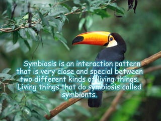 Symbiosis is an interaction pattern
that is very close and special between
two different kinds of living things.
Living things that do symbiosis called
symbionts.