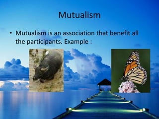 Mutualism
• Mutualism is an association that benefit all
the participants. Example :