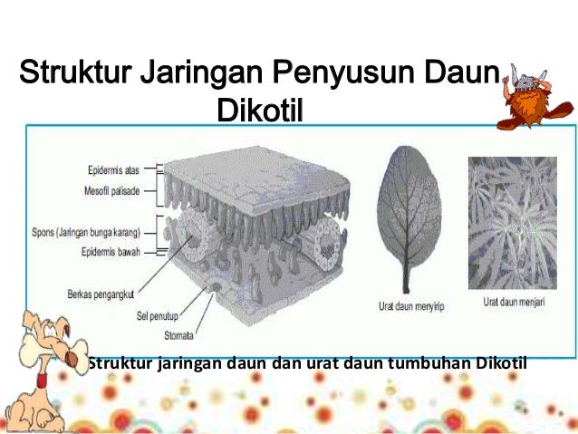  Struktur  Jaringan dan  Fungsi  Daun 