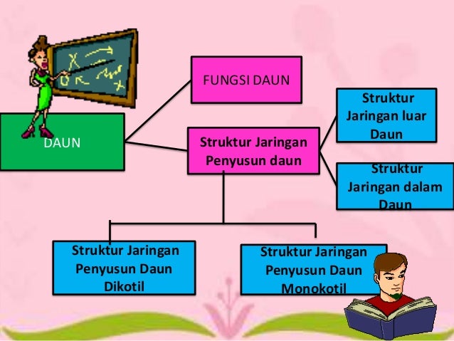 Struktur Jaringan dan Fungsi Daun