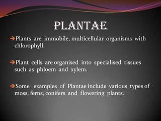 PLANTAE
Plants are immobile, multicellular organisms with
chlorophyll.
Plant cells are organised into specialised tissues
such as phloem and xylem.
Some examples of Plantae include various types of
moss, ferns, conifers and flowering plants.