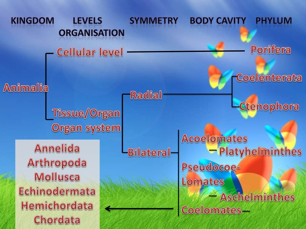 BIOLOGY- ANIMAL KINGDOM-9 AND 11