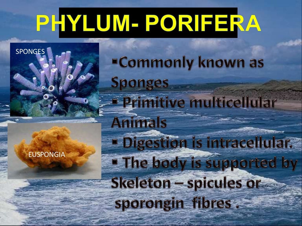 BIOLOGY- ANIMAL KINGDOM-9 AND 11