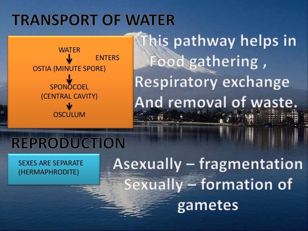 BIOLOGY- ANIMAL KINGDOM-9 AND 11
