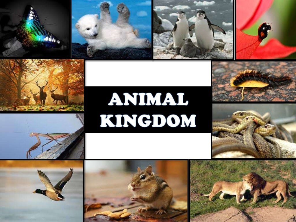 BIOLOGY- ANIMAL KINGDOM-9 AND 11