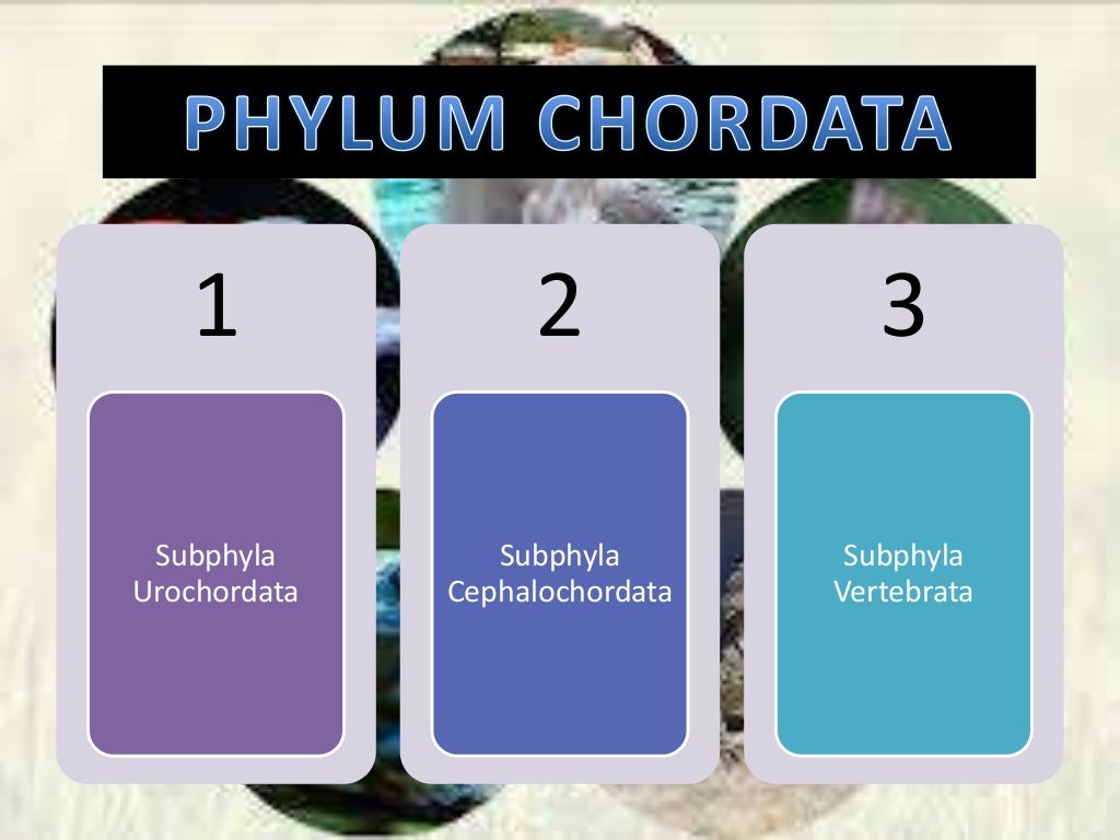 BIOLOGY- ANIMAL KINGDOM-9 AND 11