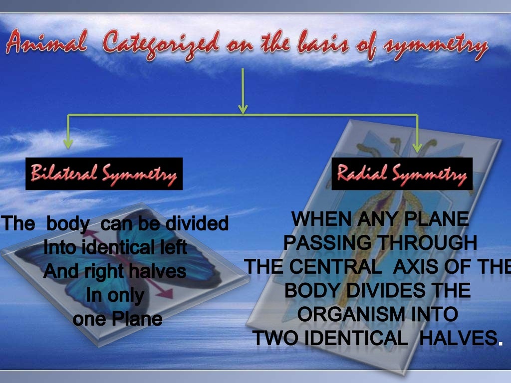 BIOLOGY- ANIMAL KINGDOM-9 AND 11
