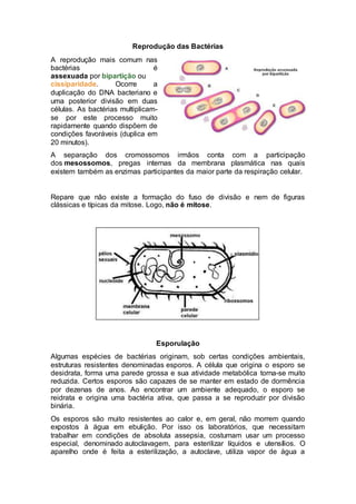 Reprodução das Bactérias
A reprodução mais comum nas
bactérias é
assexuada por bipartição ou
cissiparidade. Ocorre a
duplicação do DNA bacteriano e
uma posterior divisão em duas
células. As bactérias multiplicam-
se por este processo muito
rapidamente quando dispõem de
condições favoráveis (duplica em
20 minutos).
A separação dos cromossomos irmãos conta com a participação
dos mesossomos, pregas internas da membrana plasmática nas quais
existem também as enzimas participantes da maior parte da respiração celular.
Repare que não existe a formação do fuso de divisão e nem de figuras
clássicas e típicas da mitose. Logo, não é mitose.
Esporulação
Algumas espécies de bactérias originam, sob certas condições ambientais,
estruturas resistentes denominadas esporos. A célula que origina o esporo se
desidrata, forma uma parede grossa e sua atividade metabólica torna-se muito
reduzida. Certos esporos são capazes de se manter em estado de dormência
por dezenas de anos. Ao encontrar um ambiente adequado, o esporo se
reidrata e origina uma bactéria ativa, que passa a se reproduzir por divisão
binária.
Os esporos são muito resistentes ao calor e, em geral, não morrem quando
expostos à água em ebulição. Por isso os laboratórios, que necessitam
trabalhar em condições de absoluta assepsia, costumam usar um processo
especial, denominado autoclavagem, para esterilizar líquidos e utensílios. O
aparelho onde é feita a esterilização, a autoclave, utiliza vapor de água a
 