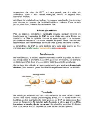 temperaturas da ordem de 120ºC, sob uma pressão que é o dobro da
atmosférica. Após 1 hora nessas condições, mesmo os esporos mais
resistentes morrem.
A indústria de enlatados toma medidas rigorosas na esterilização dos alimentos
para eliminar os esporos da bactéria Clostridium botulinum. Essa bactéria
produz o botulismo, infecção frequentemente fatal.
Reprodução sexuada
Para as bactérias considera-se reprodução sexuada qualquer processo de
transferência de fragmentos de DNA de uma célula para outra. Depois de
transferido, o DNA da bactéria doadora se recombina com o da receptora,
produzindo cromossomos com novas misturas de genes. Esses cromossomos
recombinados serão transmitidos às células-filhas quando a bactéria se dividir.
A transferência de DNA de uma bactéria para outra pode ocorrer de três
maneiras: por transformação, transdução e por conjugação.
Transformação
Na transformação, a bactéria absorve moléculas de DNA dispersas no meio e
são incorporados à cromatina. Esse DNA pode ser proveniente, por exemplo,
de bactérias mortas. Esse processo ocorre espontaneamente na natureza.
Os cientistas têm utilizado a transformação como uma técnica de Engenharia
Genética, para introduzir genes de diferentes espécies em células bacterianas.
Transdução
Na transdução, moléculas de DNA são transferidas de uma bactéria a outra
usando vírus como vetores (bacteriófagos). Estes, ao se montar dentro das
bactérias, podem eventualmente incluir pedaços de DNA da bactéria que lhes
serviu de hospedeira. Ao infectar outra bactéria, o vírus que leva o DNA
bacteriano o transfere junto com o seu. Se a bactéria sobreviver à infecção
viral, pode passar a incluir os genes de outra bactéria em seu genoma.
 