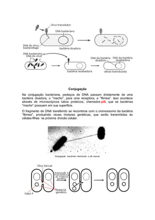 Conjugação
Na conjugação bacteriana, pedaços de DNA passam diretamente de uma
bactéria doadora, o "macho", para uma receptora, a "fêmea". Isso acontece
através de microscópicos tubos proteicos, chamados pili, que as bactérias
"macho" possuem em sua superfície.
O fragmento de DNA transferido se recombina com o cromossomo da bactéria
"fêmea", produzindo novas misturas genéticas, que serão transmitidas às
células-filhas na próxima divisão celular.
Conjugação bacterian mostrando o pili sexual.
 