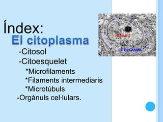 Índex:
-Citosol
-Citoesquelet
*Microfilaments
*Filaments intermediaris
*Microtúbuls
-Orgànuls cel·lulars.

 