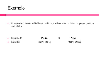 Exemplo 
 Cruzamento entre indivíduos mulatos médios, ambos heterozigotos para os 
dois alelos. 
 Geração P PpNn X PpNn 
 Gametas PN Pn pN pn PN Pn pN pn 
 