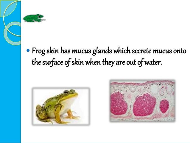 cutaneous respiration in frog