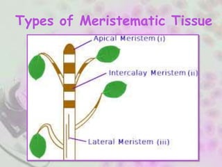 Types of Meristematic Tissue
 