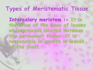 Types of Meristematic Tissue
 