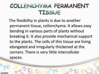The flexibility in plants is due to another
permanent tissue, collenchyma. It allows easy
bending in various parts of plants without
breaking it. It also provide mechanical support
to the plants. The cells of this tissue are living
elongated and irregularly thickened at the
corners. There is very little intercellular
spaces.
 