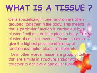 Cells specializing in one function are often
grouped together in the body. This means
that a particular function is carried out by a
cluster if cell at a definite place in body. This
cluster of cell, is known as Tissue, so as to
give the highest possible efficiency of
function example:- blood, muscles etc.
Or in other words Tissue is a group of cells
that are similar in structure and/or work
together to achieve a particular functions.
 