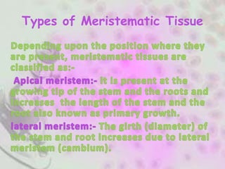 Types of Meristematic Tissue
 