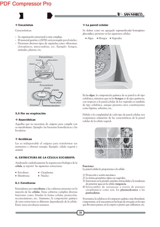 35
Características:
- Su organización estructural es más compleja.
- El material genético (ADN) está protegido por el núcleo.
- Presentan diversos tipos de organelas como: ribosomas,
cloroplastos, mitocondrias, etc. Ejemplo: hongos,
animales, plantas, etc.
5.5 Por su respiración
 Eucariotas
Aquellas que no necesitan de oxígeno para cumplir con
su metabolismo. Ejemplo: las bacterias homolácticas y las
levaduras.
 Anaeróbicas
Les es indispensable el oxígeno para transformar sus
nutrientes y obtener energía. Ejemplo: célula vegetal y
animal.
 Aeróbicas
Analizando cuidadosamente la arquitectura biológica de la
célula, se reportó las siguientes estructuras:
• Envoltura • Citoplasma
• Membrana • Núcleo
Entendemos por envolturas a las cubiertas presentes en la
mayoría de las células. Estas cubiertas cumplen diversas
funciones como: brindar la forma celular, protección,
reconocimiento, etc. Asimismo, la composición química
de estas estructuras es diferente dependiendo de la célula.
Entre estas envolturas tenemos:
6.1 Envolturas
6. ESTRUCTURA DE LA CÉLULA EUCARIOTA
glucosídico, presente en las siguientes células:
• Algas • Hongos • Vegetales
En las algas, la composición química de su pared es de tipo
celulósica, mientras que en los hongos es de tipo quitinosa;
con respecto a la pared celular de los vegetales es también
de tipo celulósica, aunque presenta otros constituyentes
como lignina, suberina, etc.
Debido a la complejidad de cada tipo de pared celular, nos
ocuparemos solamente de las características de la pared
celular de la célula vegetal.
 La pared celular
Funciones
La pared celular le proporciona a la célula:
1) Protección y sostén mecánico.
2) La forma geométrica típica en vegetales.
3) Interviene en la presión osmótica intracelular y la tendencia
de penetrar agua en la célula: turgencia.
4) Intercambio de sustancias a través de puentes
citoplásmicos como son: los plasmodesmos y las
punteaduras.
Sinotamos,lacelulosaeselcompuestoquímicomásabundante
eimportante,seleencuentraenlashojasdeestaguía,enlaropa
que llevamos puesta, en la carpeta y pizarra que utilizamos, etc.
PDF Compressor Pro
 
